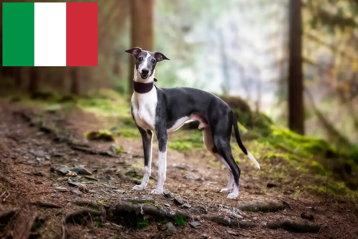 Whippet cachorros y criadores Italia Aquí puedes encontrar criadores de Whippets en Italia.