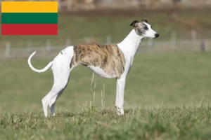 Lee más sobre el artículo Criadores de Whippet y cachorros en Lituania