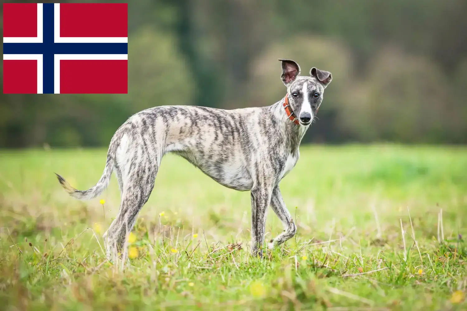 Whippet cachorros y criadores Noruega Encuentra criadores de Whippets en Noruega.