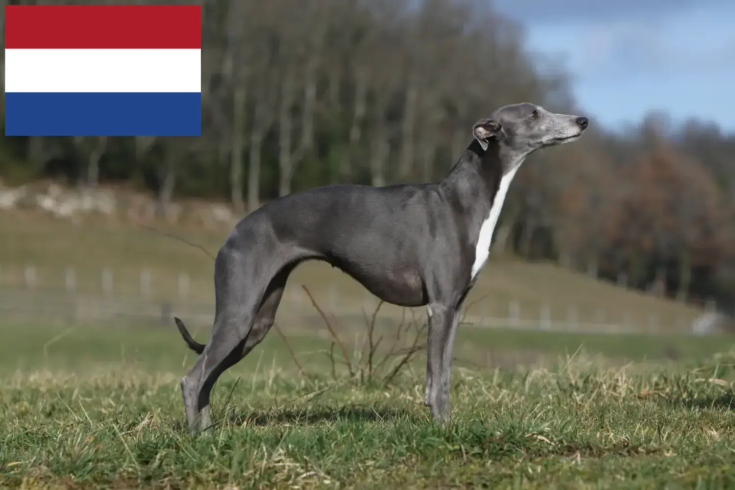 Whippet cachorros y criadores Países Bajos Encuentra criadores de Whippets en los Países Bajos.