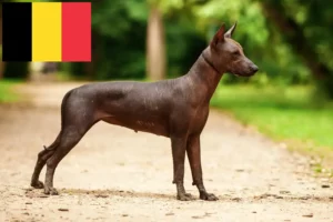 Lee más sobre el artículo Criadores de Xolo y cachorros en Bélgica