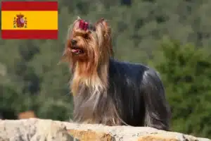 Lee más sobre el artículo Criadores y cachorros de Yorkshire Terrier en España