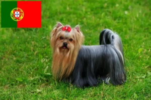 Lee más sobre el artículo Criadores y cachorros de Yorkshire Terrier en Portugal