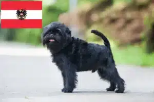 Lee más sobre el artículo Criadores y cachorros de Affenpinscher en Austria