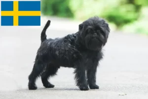 Lee más sobre el artículo Criadores y cachorros de Affenpinscher en Suecia
