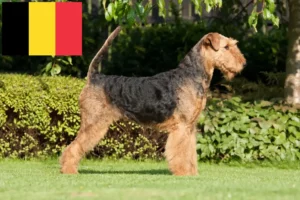 Lee más sobre el artículo Criadores de Airedale Terrier y cachorros en Bélgica