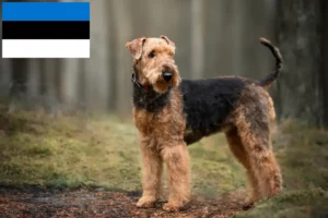 Lee más sobre el artículo Criadores de Airedale Terrier y cachorros en Estonia