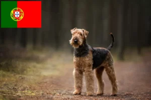 Lee más sobre el artículo Criadores de Airedale Terrier y cachorros en Portugal