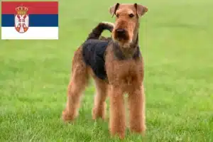 Lee más sobre el artículo Criadores de Airedale Terrier y cachorros en Serbia