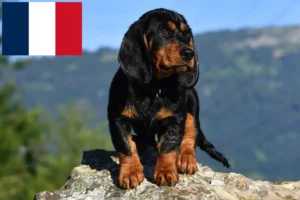 Lee más sobre el artículo Alpine Dachsbracke criadores y cachorros en Francia