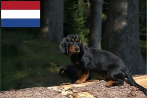 Lee más sobre el artículo Alpine Dachsbracke criadores y cachorros en los Países Bajos