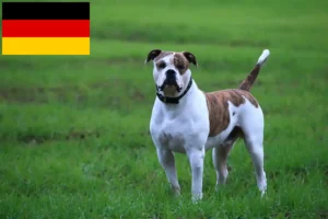 Lee más sobre el artículo Criadores de Bulldog Americano y cachorros en Alemania