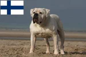 Lee más sobre el artículo Criadores de Bulldog Americano y cachorros en Finlandia