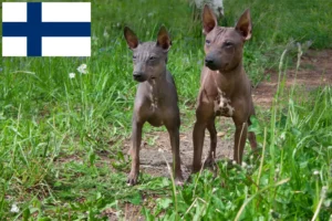 Lee más sobre el artículo Criadores y cachorros de American Hairless Terrier en Finlandia