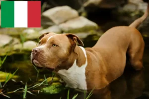 Lee más sobre el artículo Criadores y cachorros de American Pit Bull Terrier en Italia