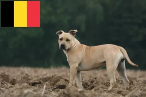 Lee más sobre el artículo Criadores de American Staffordshire Terrier y cachorros en Bélgica