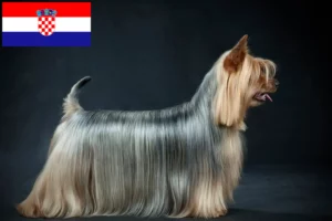 Lee más sobre el artículo Criadores de Australian Silky Terrier y cachorros en Croacia