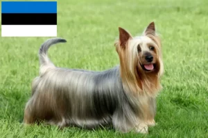 Lee más sobre el artículo Criadores de Australian Silky Terrier y cachorros en Estonia