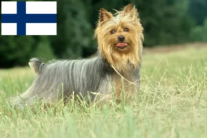Lee más sobre el artículo Criadores de Australian Silky Terrier y cachorros en Finlandia