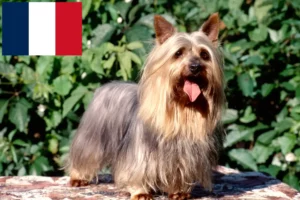 Lee más sobre el artículo Criadores y cachorros de Australian Silky Terrier en Francia