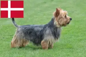 Lee más sobre el artículo Criadores y cachorros de Australian Terrier en Dinamarca