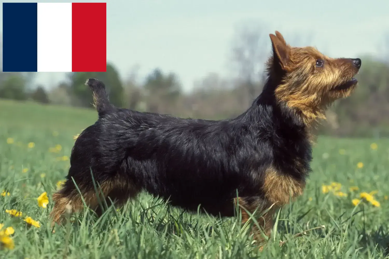 Lee más sobre el artículo Criadores y cachorros de Australian Terrier en Francia