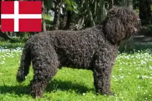 Lee más sobre el artículo Criadores de Barbet y cachorros en Dinamarca