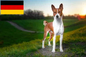 Lee más sobre el artículo Criadores y cachorros de Basenji en Alemania