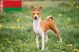 Lee más sobre el artículo Criadores de Basenji y cachorros en Bielorrusia