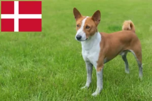 Lee más sobre el artículo Criadores de Basenji y cachorros en Dinamarca