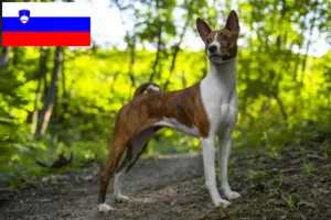 Lee más sobre el artículo Criadores de Basenji y cachorros en Eslovenia