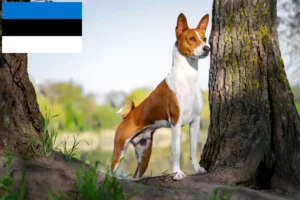 Lee más sobre el artículo Criadores de Basenji y cachorros en Estonia