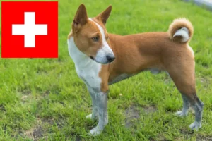 Lee más sobre el artículo Criadores de Basenji y cachorros en Suiza