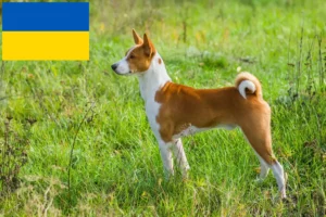Lee más sobre el artículo Criadores de Basenji y cachorros en Ucrania