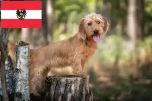 Lee más sobre el artículo Basset fauve de Bretagne criadores y cachorros en Austria