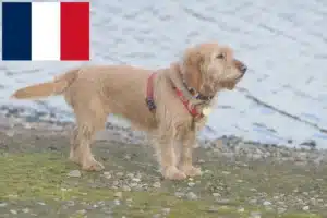 Lee más sobre el artículo Basset fauve de Bretagne criadores y cachorros en Francia
