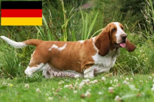 Lee más sobre el artículo Criadores de Basset Hound y cachorros en Alemania