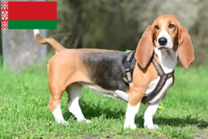 Lee más sobre el artículo Criadores de Basset Hound y cachorros en Bielorrusia