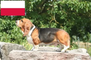 Lee más sobre el artículo Criadores de Basset Hound y cachorros en Polonia