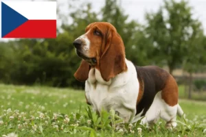 Lee más sobre el artículo Criadores de Basset Hound y cachorros en la República Checa
