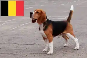 Lee más sobre el artículo Criadores de Beagle y cachorros en Bélgica