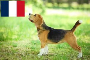 Lee más sobre el artículo Criadores de Beagle y cachorros en Francia
