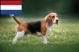 Lee más sobre el artículo Criadores de Beagle y cachorros en los Países Bajos