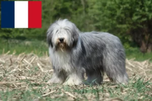 Lee más sobre el artículo Criadores de Collie Barbudo y cachorros en Francia
