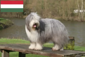 Lee más sobre el artículo Criadores de Bearded Collie y cachorros en Hungría