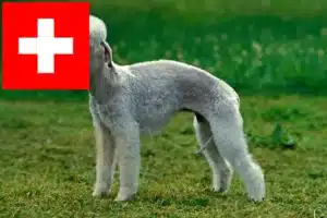 Lee más sobre el artículo Criadores y cachorros de Bedlington Terrier en Suiza