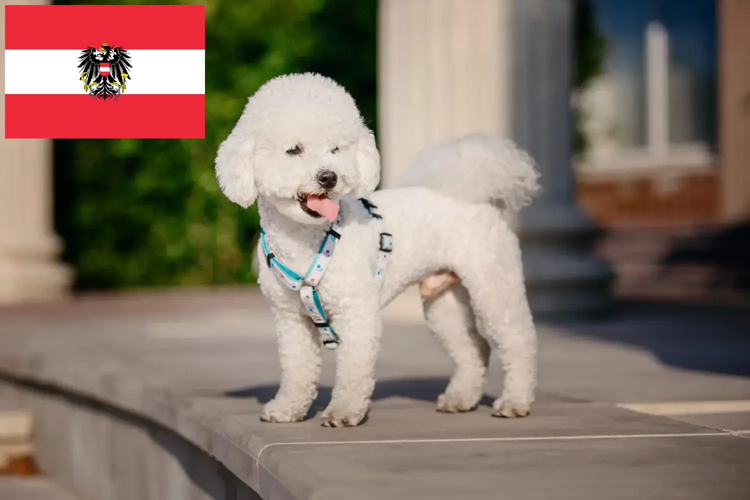 Bichon Frisé cachorros y criadores Austria Aquí puedes encontrar criadores de Bichon Frisé en Austria.