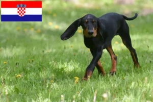 Lee más sobre el artículo Black and Tan Coonhound criadores y cachorros en Croacia