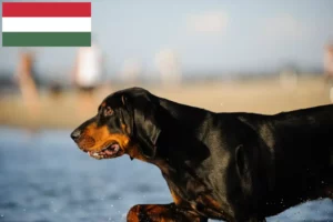 Lee más sobre el artículo Black and Tan Coonhound criadores y cachorros en Hungría