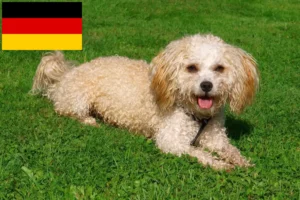 Lee más sobre el artículo Bolonka Zwetna criadores y cachorros en Alemania